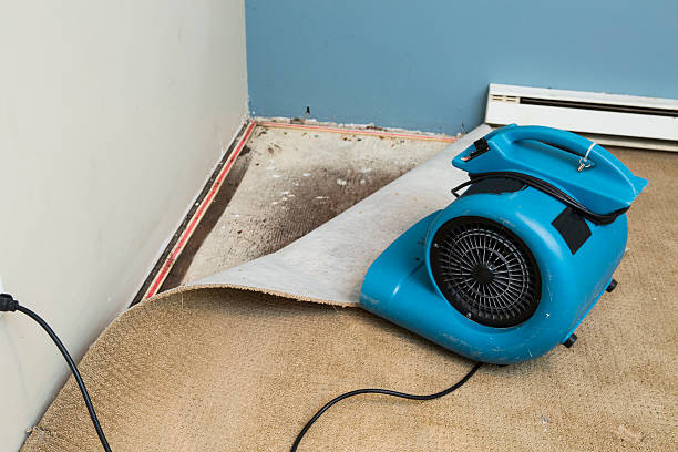 Best Mold removal after water damage  in Vardaman, MS
